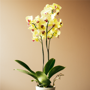Orquídeas Ora