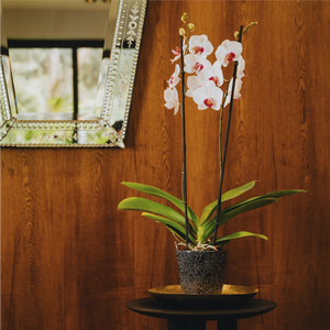 Orquídeas Ora